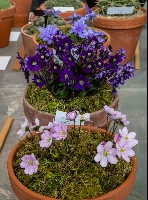 Hepatica